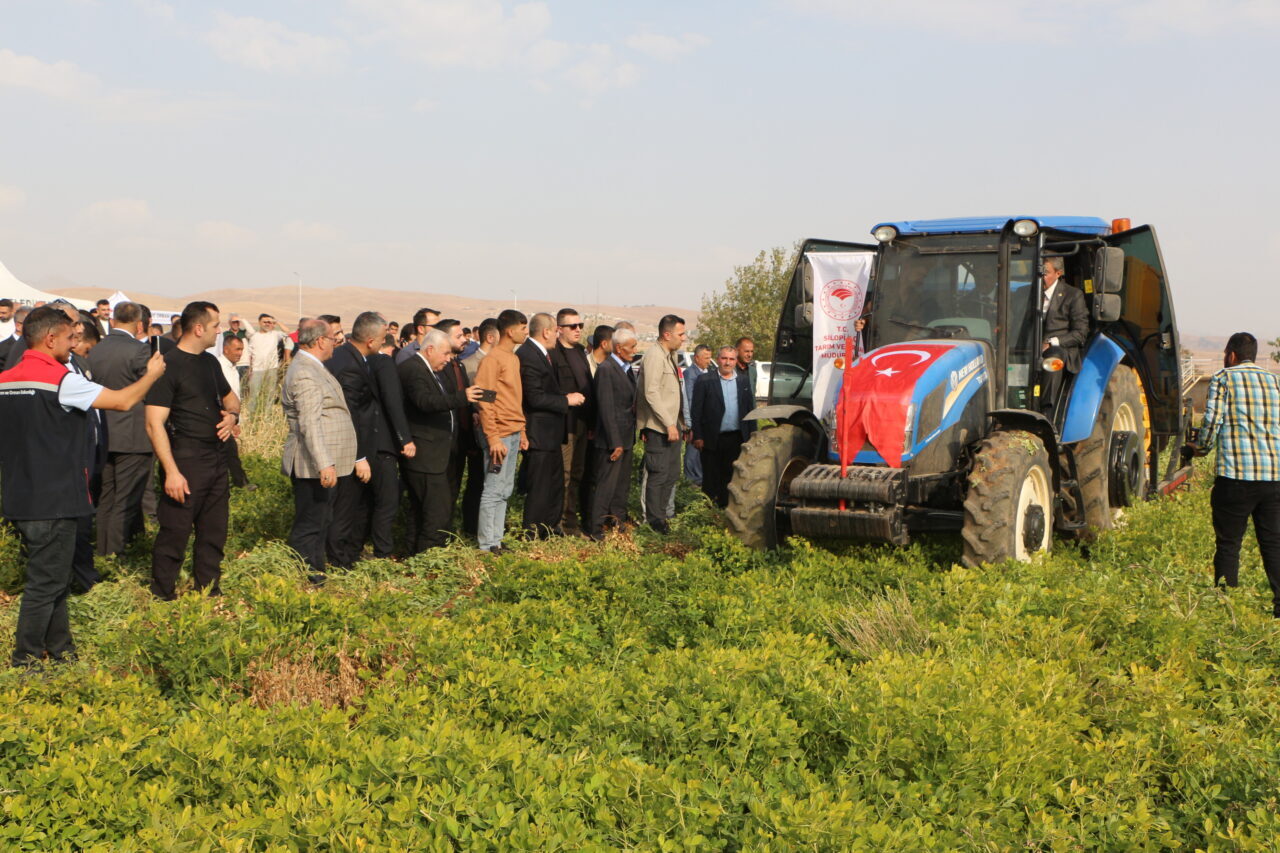 Şırnak'ın Silopi ilçesinde yer fıstığı hasat şenliği düzenlendi.