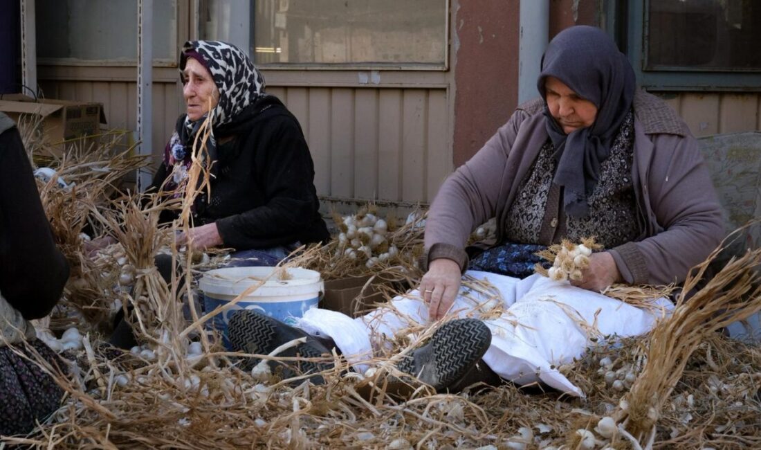 Kastamonu'nun Taşköprü ilçesinde "beyaz altın" olarak nitelendirilen sarımsakta "sıvama" adı