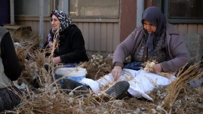 Kastamonu'nun Taşköprü ilçesinde "beyaz altın" olarak nitelendirilen sarımsakta "sıvama" adı