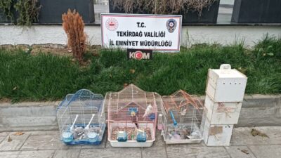 Tekirdağ'da yasa dışı yollarla yurda getirildiği belirlenen 7 papağan ile