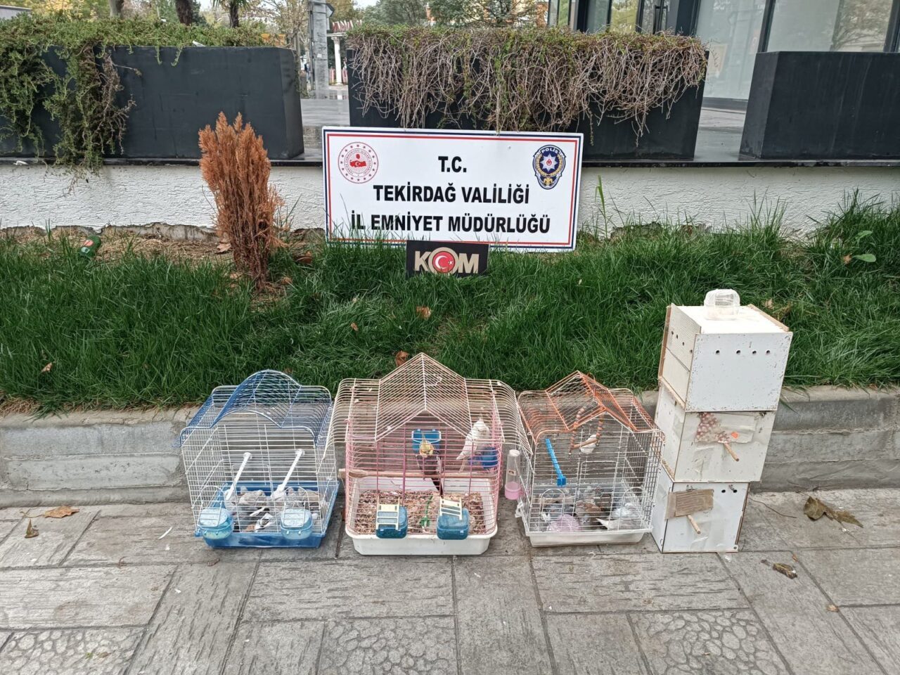 Tekirdağ'da yasa dışı yollarla yurda getirildiği belirlenen 7 papağan ile