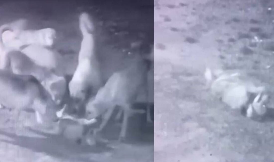 Burdur’un Bucak ilçesinde gece saatlerinde bahçede bağlı bulunan sahipli bir
