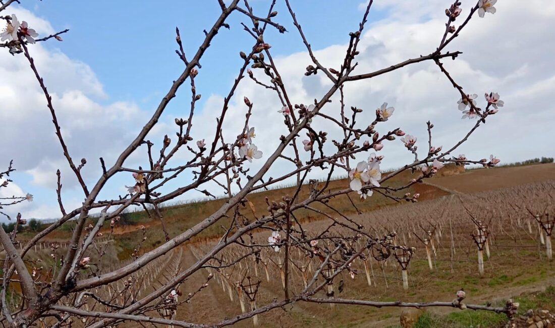 Manisa’nın Sarıgöl ilçesinde badem ağaçlarının kış ortasında çiçek açması görenleri