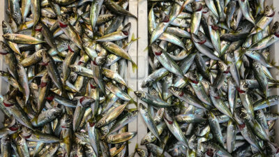 Ramazan Bayramı öncesinde balık tezgahlarında hareketlilik yaşanırken, tezgahlardaki çeşitlilik ve