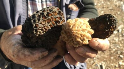 Antalya’nın Akseki ilçesinde, doğada kendiliğinden yetişen ve halk arasında “göbek”