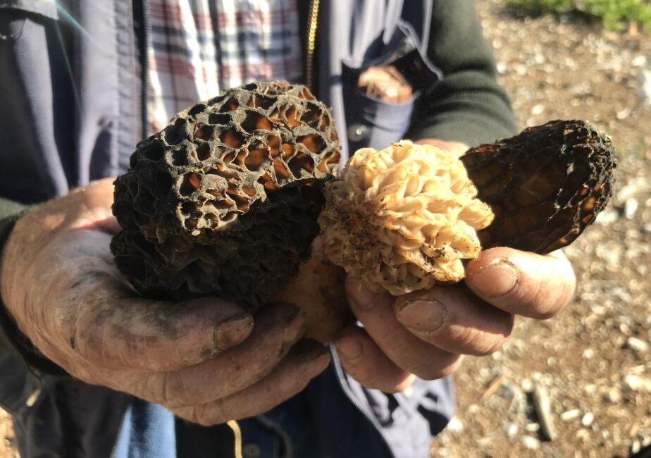 Antalya’nın Akseki ilçesinde, doğada kendiliğinden yetişen ve halk arasında “göbek”
