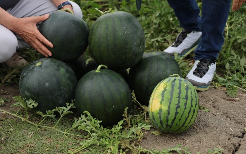 Adana’da 3 yıllık araştırma ve geliştirme sürecinin ardından ülke genelinde